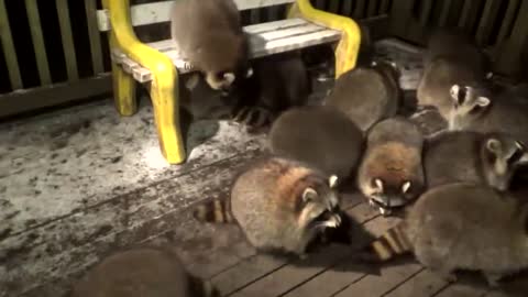 A man who has been feeding raccoons for the past 20 years.