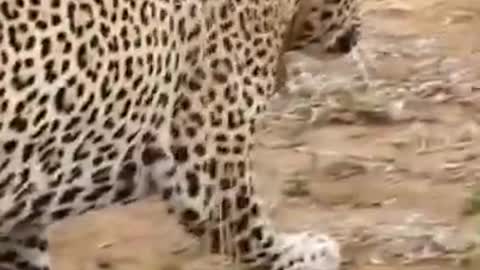 Leopard hunting warthog..
