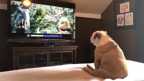 Dog funny reaction while watching tv.