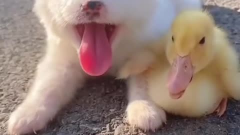 Baby Duck and Cute Puppy Love I Adorable Duck and Puppy Love