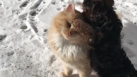 Cutest dog and cat best friends!