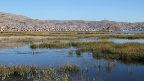 Peru Lake Titicaca tranquil wetland and masses of reeds