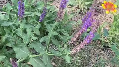 Flirtatious purple flowers under the fragrance of birds and flowers