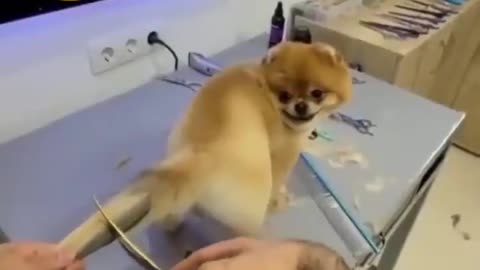 New style dog tail hair cutting | cute dog