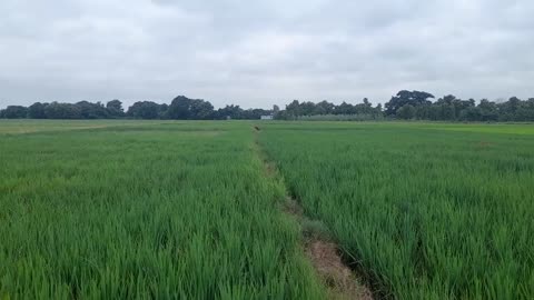 My Rice Farming