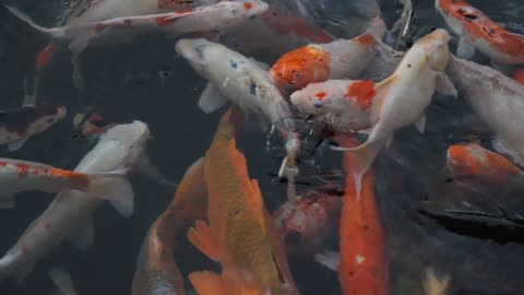 Koi Fishes ||Top Amazing Catching Koi Fish And Angle Full HD