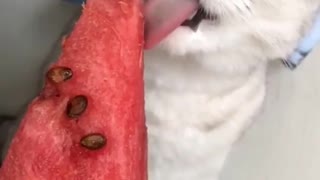 my cat reaction testing food