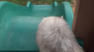 White cat slides down blue slide to grey cat below