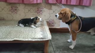 Deep conversation between two dogs