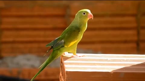 Green Parrot, Parrot Sound, Short Video