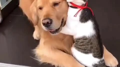 Cat and dog funny video