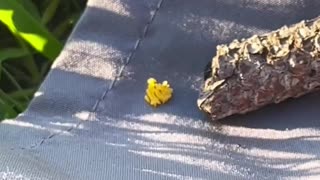 Ladybug Lays Her Eggs