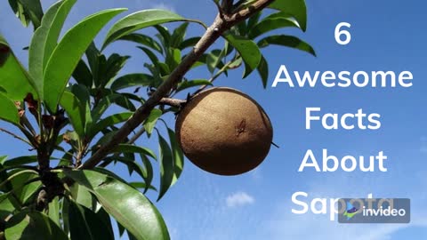 6 Awesome Facts About Sapota