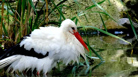 White animal duck 🦆 white duck