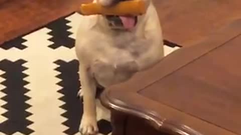 White dog holding bone with tongue sticking out