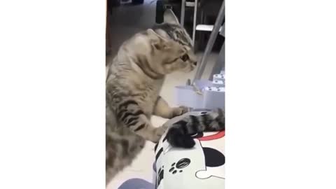 Funny Video of Cute Cat arguing with another cat