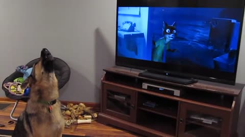 German shepherd howls along with the show Zootopia