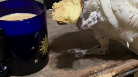 Cockatoo Knows the Best Way to Eat Biscotti