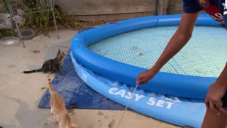Kitty pool?