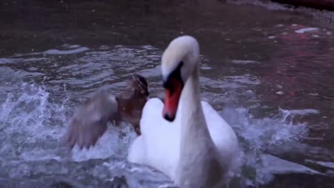 DUCK VS SWAN 4k