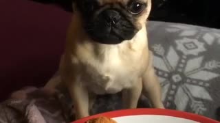 Clever pug claims meal by sneezing on owner's food