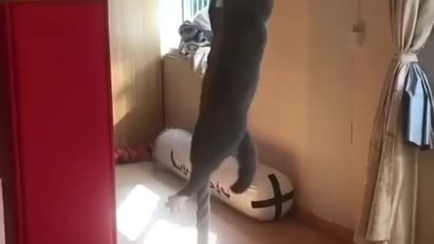 Cat climbing the cord Skillfully