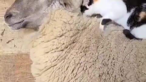 adorable sheep sleeping with a cute cat || cute animal vedios || vedios for kids