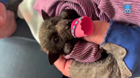 Injuries flying-fox in care this is Mrs Zeus over the first 24 hours