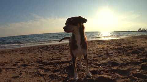 Cute puppy at beach