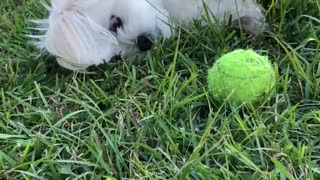 Dog shows frustration, trying to play ball