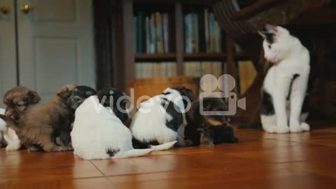 Cat Watches As Little Puppies Play