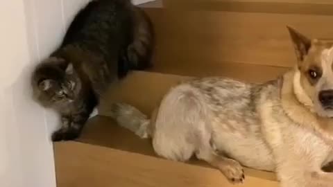 The cat is afraid of the dog