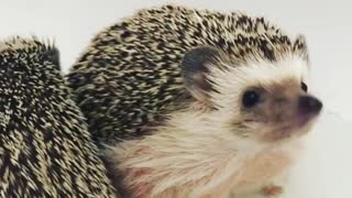 Family Hedgehog Gather Around Waiting For Christmas Dinner