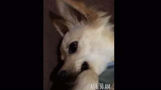 A Chihuahua Dog Who Loves Being Pet Early In The Morning
