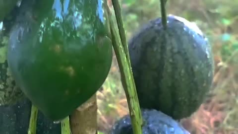 Papaya and waterlemon growing unique technique