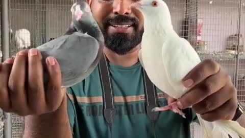 Pigeon love story video