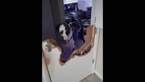 Great Dane eats the door