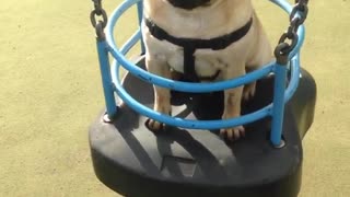 Pug Plays On A Swing