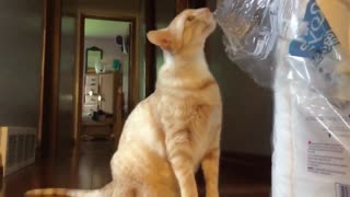 Cat loves licking bag