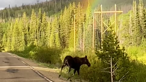 Incredible timing: The perfect moment a moose is filmed at the end of a rainbow