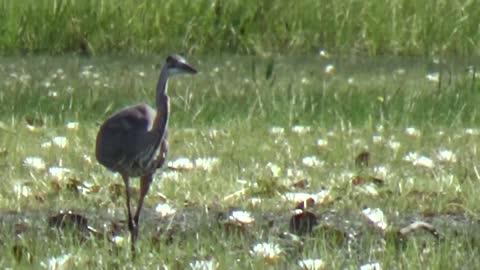 Great Blue Heron