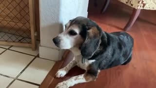 Our dog Max last video April 2020