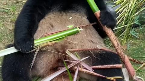 Pandas eat bamboo