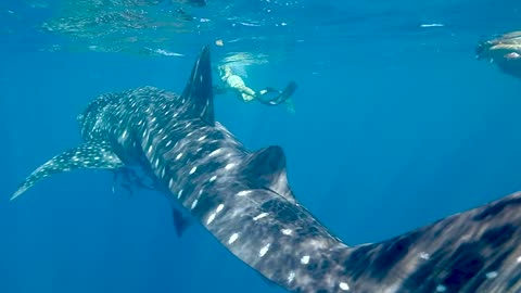 People swimming with the Shark