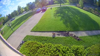 Labradoodle Casually Leaves Crime Scene