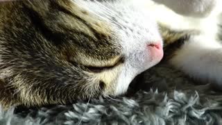 Cute Cat Being Sleepy ASMR 1 Hour
