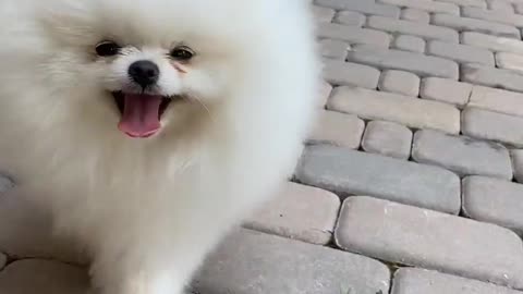 How so cute dog.