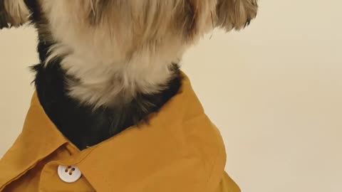 dressing system of dog cute, exculisive video on rumble