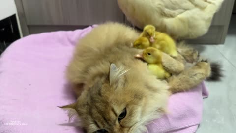 The kitten stole three little ducks_ Mother duck is very anxious.It was so funny and cute at the end