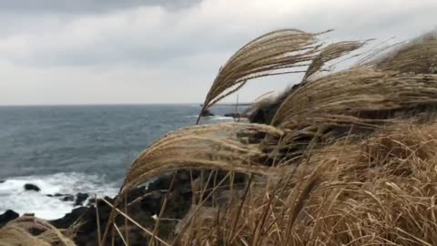 Reeds Shaking in the Wind of Jeju Island